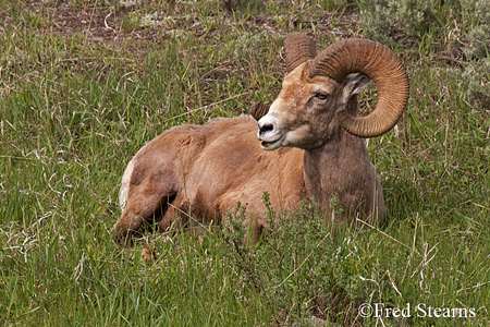 Yellowstone National Park Big Horn Ram